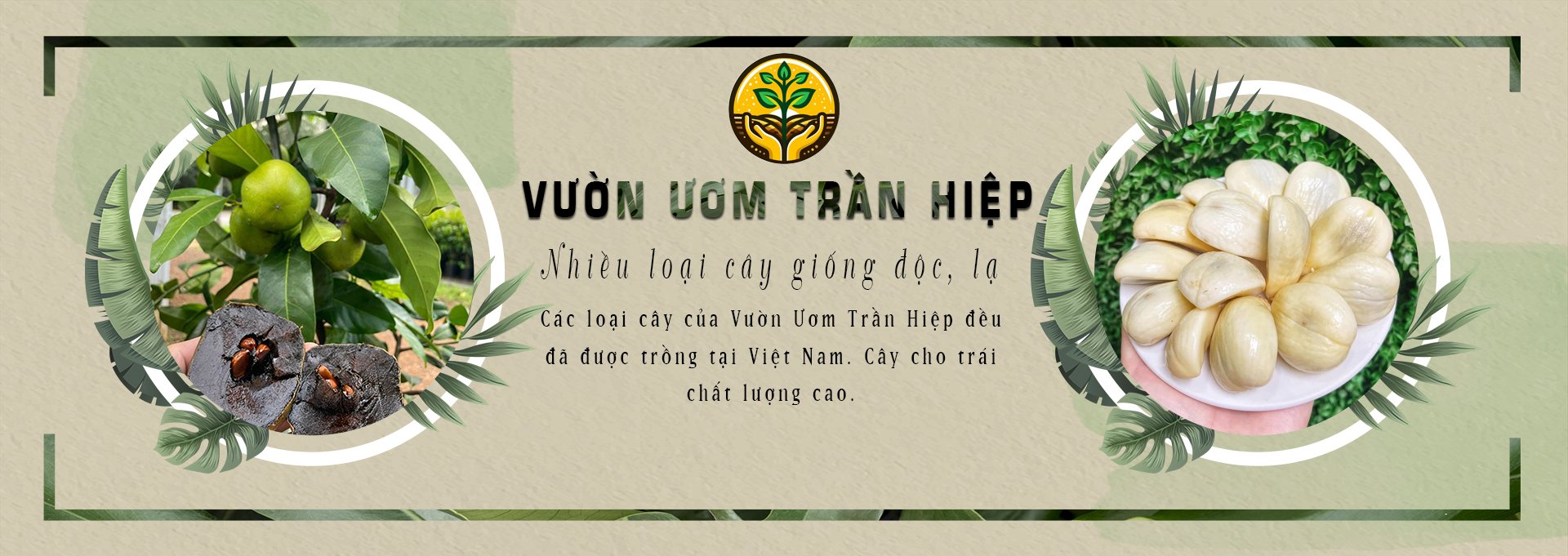 Giống cây độc lạ trồng được tại Việt Nam | Vườn ươm Trần Hiệp