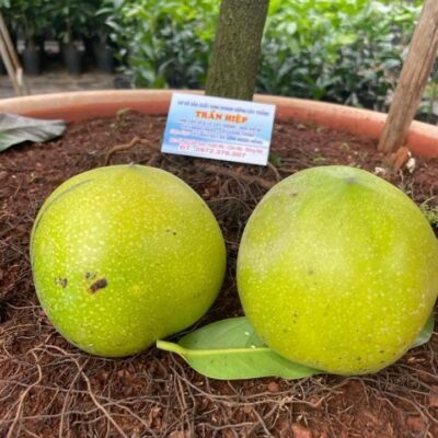 Cây giống 2. HỒNG SOCOLA - BLACK SAPOTE (Mattgiant) đã có mặt tại Vườn Ươm Trần Hiệp - 1