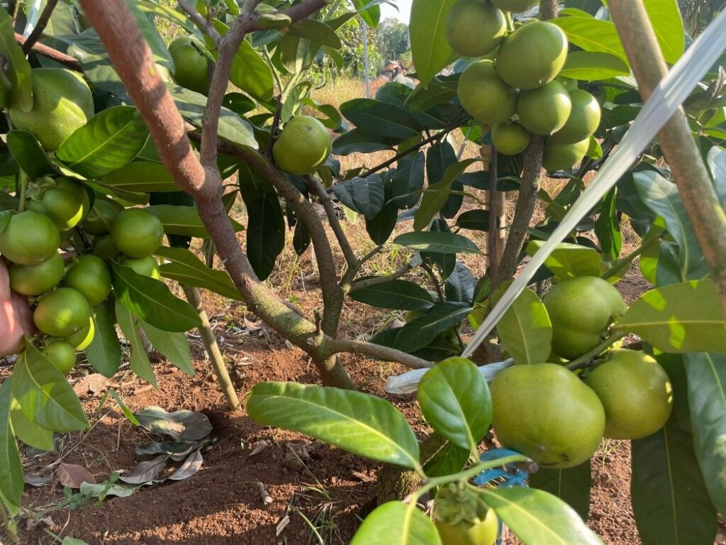 Cây giống Hồng Socola, loại cây đặc biệt và giàu giá trị dinh dưỡng | Cây được ghép bởi Vườn Ươm Trần Hiệp -5