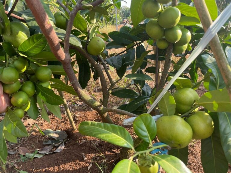 Cây giống Hồng Socola, loại cây đặc biệt và giàu giá trị dinh dưỡng | Cây được ghép bởi Vườn Ươm Trần Hiệp -5