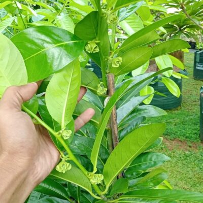 Cây giống Hồng Socola, loại cây đặc biệt và giàu giá trị dinh dưỡng | Cây được ghép bởi Vườn Ươm Trần Hiệp