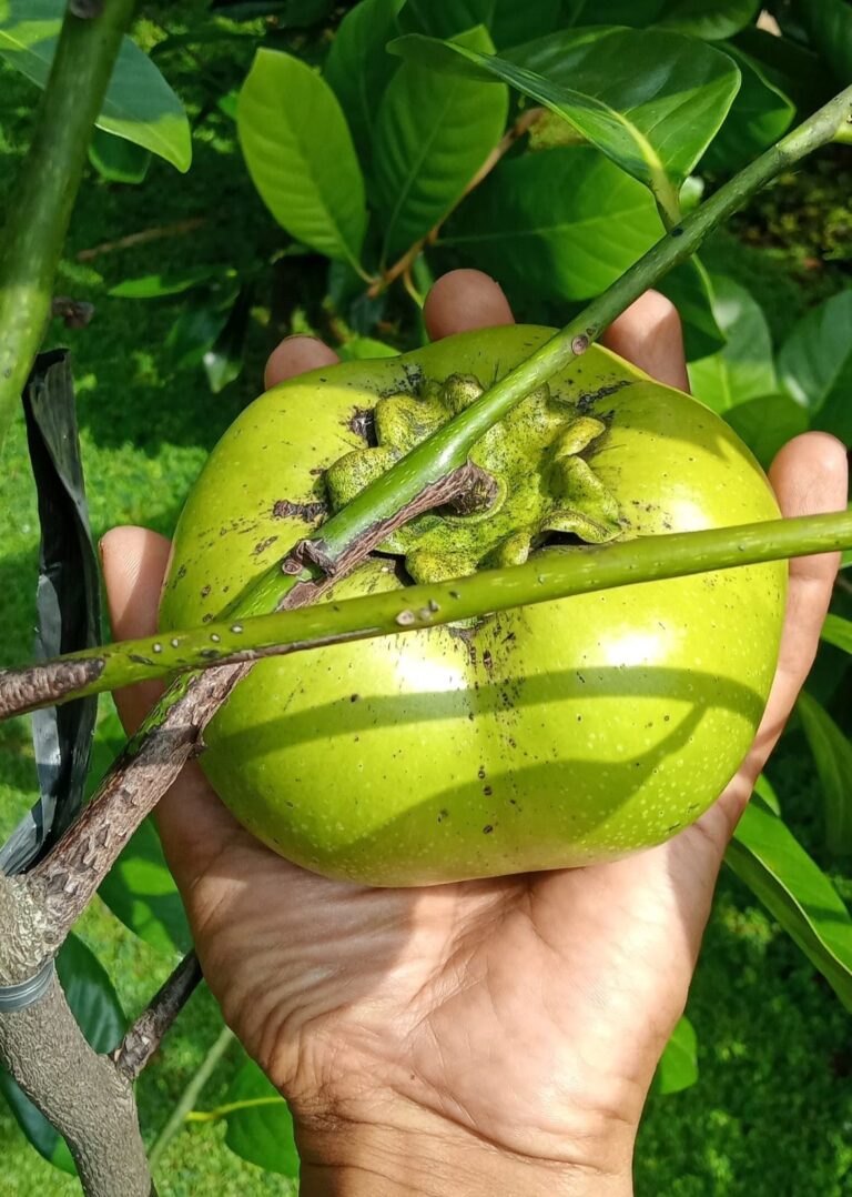 Cây giống Hồng Socola, loại cây đặc biệt và giàu giá trị dinh dưỡng