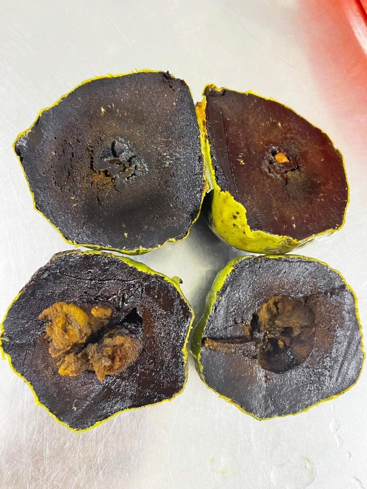 Cây giống 2. HỒNG SOCOLA - BLACK SAPOTE (Mattgiant) đã có mặt tại Vườn Ươm Trần Hiệp