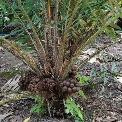 Mây Indonesia - Loại cây có giá trị kinh tế cao. Vườn Ươm Trần Hiệp hiện đang có loại cây giống này -2