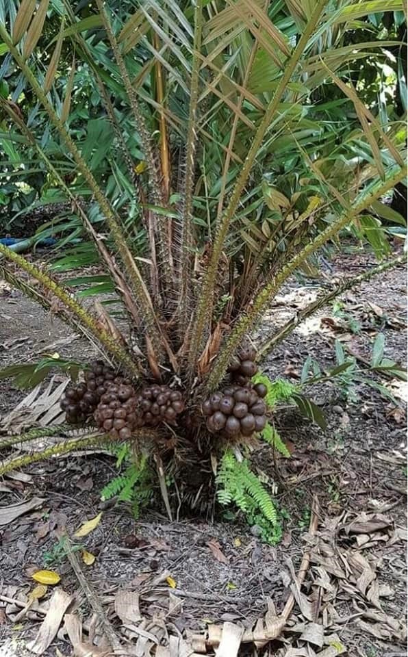 Mây Indonesia - Loại cây có giá trị kinh tế cao. Vườn Ươm Trần Hiệp hiện đang có loại cây giống này -2