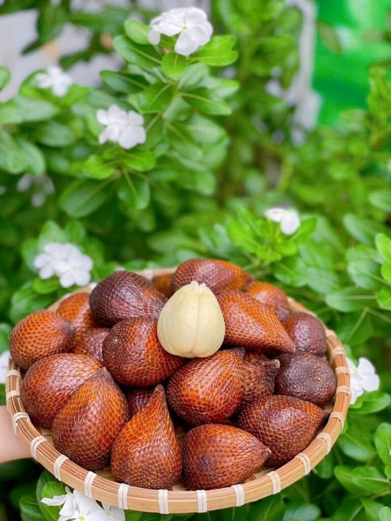 Mây Indonesia - Loại cây có giá trị kinh tế cao. Vườn Ươm Trần Hiệp hiện đang có loại cây giống này -2