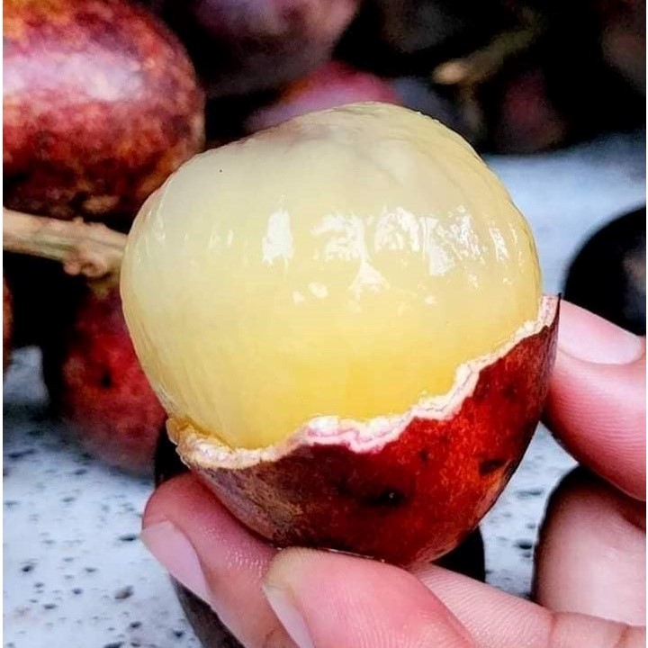 Nhãn sầu riêng - Trái cây năng suất cao và bổ dưỡng | Vườn ươm Trần Hiệp hiện đang cung cấp loại giống cây này