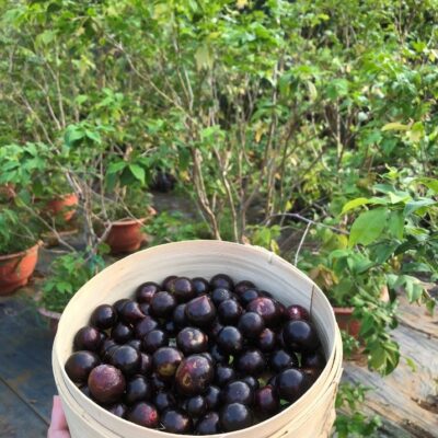 Giống cây Nho Thân gỗ Tứ Quý hiện đang được Vườn Ươm Trần Hiệp cung cấp đến Quý khách hàng và được khách hàng yêu thích - 1