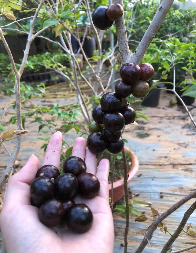 Giống cây Nho Thân gỗ Tứ Quý hiện đang được Vườn Ươm Trần Hiệp cung cấp đến Quý khách hàng và được khách hàng yêu thích - 2