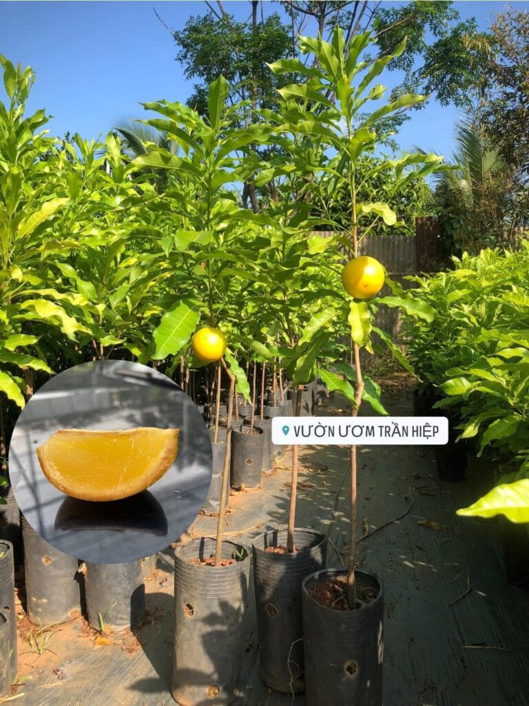 Vú sữa hoàng kim | Cây giống này đã có mặt tại Vườn Ươm Trần Hiệp