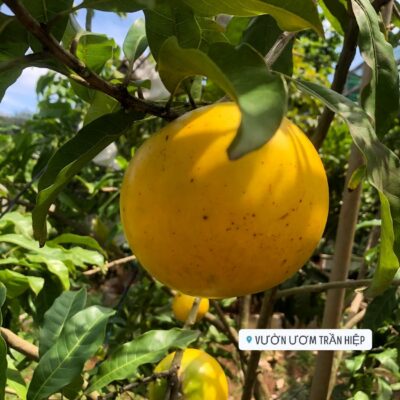 Vú sữa hoàng kim | Cây giống này đã có mặt tại Vườn Ươm Trần Hiệp - 1