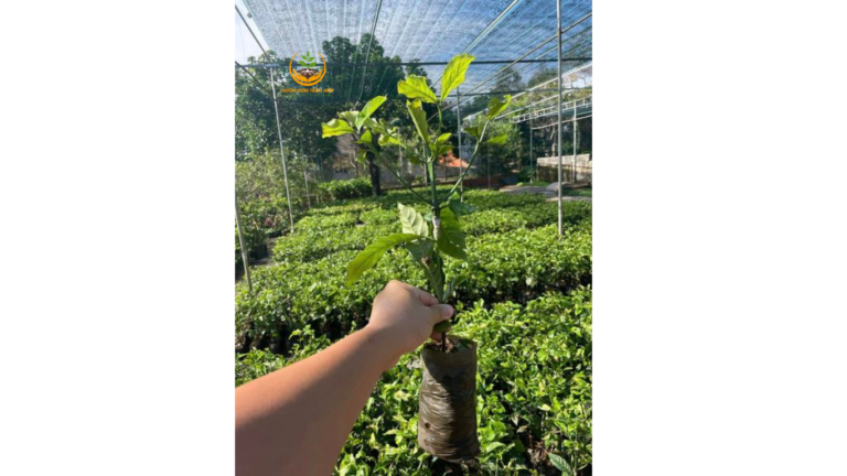 Cây giống cà phê xanh lùn tại Vườn ươm Trần Hiệp có nguồn gốc từ Lâm Đồng giúp nhanh thu hoạch khoảng 2 năm trồng